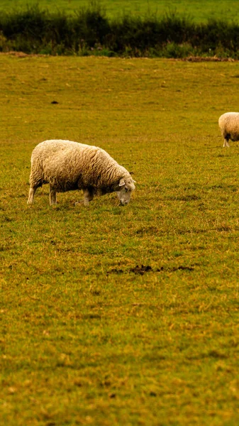Vue Panoramique Troupeau Moutons Laineux Éparpillés Sur Une Ferme Rurale — Photo
