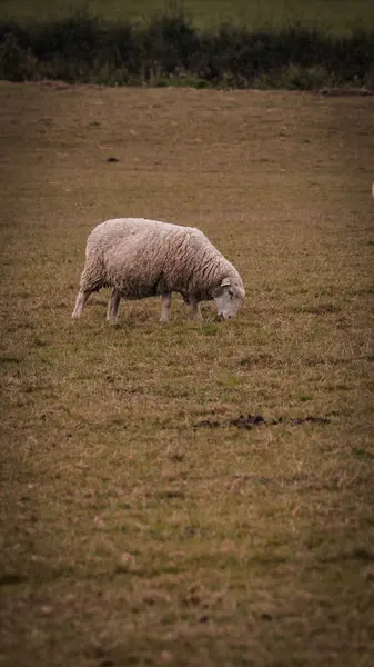 美しい田舎の農場に散らばった羊の群れの風景 このイメージは 自然と農業の調和を示しています — ストック写真