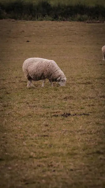 Γραφική Θέα Ενός Κοπαδιού Μαλλιαρά Πρόβατα Διάσπαρτα Ένα Γραφικό Αγρόκτημα — Φωτογραφία Αρχείου