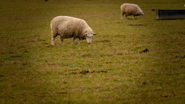Scenic View Flock Woolly Sheep Scattered Picturesque Countryside Farm Image — Stock Photo, Image