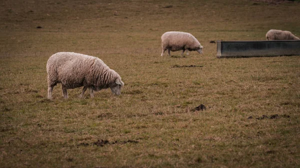 美しい田舎の農場に散らばった羊の群れの風景 このイメージは 自然と農業の調和を示しています — ストック写真