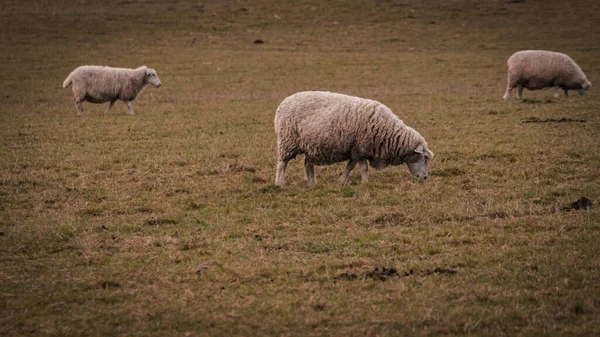Vue Panoramique Troupeau Moutons Laineux Éparpillés Sur Une Ferme Rurale — Photo