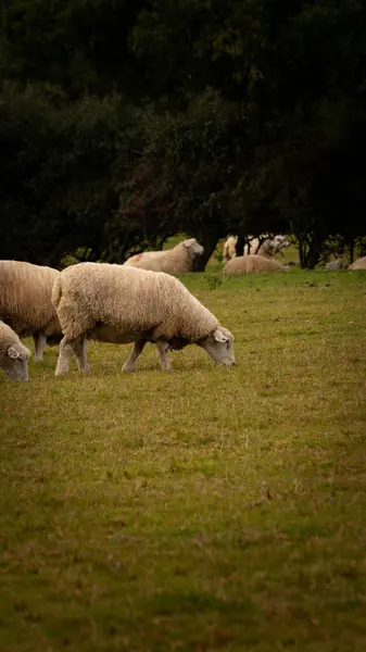 Scenic View Flock Woolly Sheep Scattered Picturesque Countryside Farm Image — Stock Photo, Image
