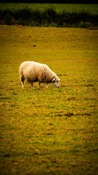 Malowniczy Widok Stado Owiec Wełnianych Rozrzuconych Malowniczym Wiejskim Gospodarstwie Ten — Zdjęcie stockowe