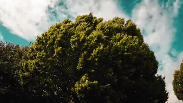 Czarująca Scena Drzew Kołyszących Się Wdziękiem Delikatnym Wietrze Harmonijny Taniec — Wideo stockowe