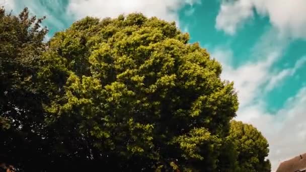 Czarująca Scena Drzew Kołyszących Się Wdziękiem Delikatnym Wietrze Harmonijny Taniec — Wideo stockowe