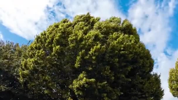 Μια Μαγευτική Σκηνή Των Δέντρων Ταλαντεύεται Χάρη Στο Απαλό Αεράκι — Αρχείο Βίντεο