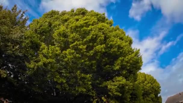 一个迷人的景象 树木在微风中优雅地摇曳 风和树之间的和谐舞动 营造出一种宁静祥和的气氛 — 图库视频影像