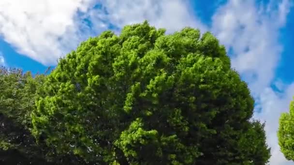 Eine Bezaubernde Szene Von Bäumen Die Sich Anmutig Der Sanften — Stockvideo
