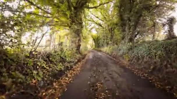 Una Pittoresca Immagine Una Strada Rurale Autunno Circondata Fogliame Vibrante — Video Stock