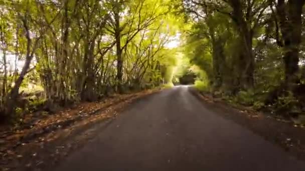 乡间道路上的一幅风景如画 周围环绕着生机勃勃的绿叶 绿叶呈红色 橙色和黄色 这宁静的景象吸引着你去探索乡村的美丽 — 图库视频影像