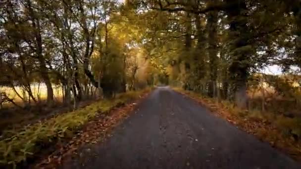 Una Imagen Pintoresca Camino Rural Otoño Rodeado Follaje Vibrante Tonos — Vídeo de stock