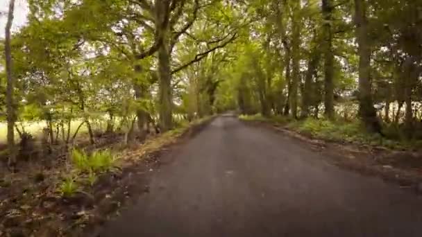 Ein Malerisches Bild Einer Landstraße Herbst Umgeben Von Lebendigem Laub — Stockvideo