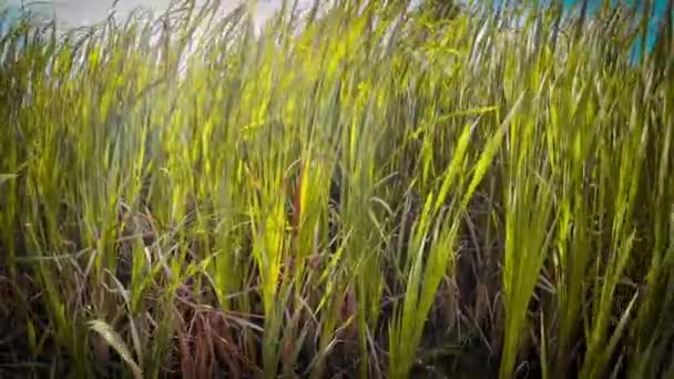 Kenarındaki Izole Bir Bataklık Kamışının Büyüleyici Bir Perspektifi Resim Doğada — Stok video
