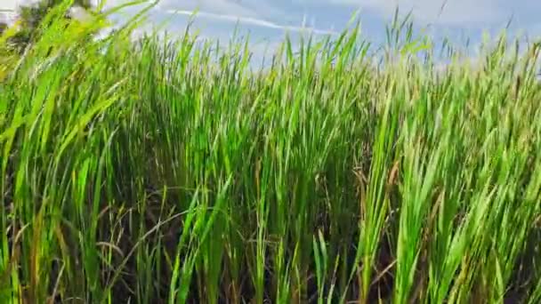 Captivating Perspective Isolated Marsh Reed Water Edge Image Invites Contemplation — Stock Video