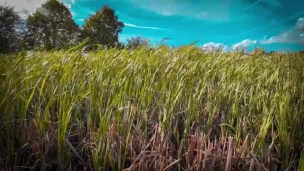 Захватывающая Перспектива Изолированного Болотного Тростника Краю Воды Image Invites Contemplation — стоковое видео