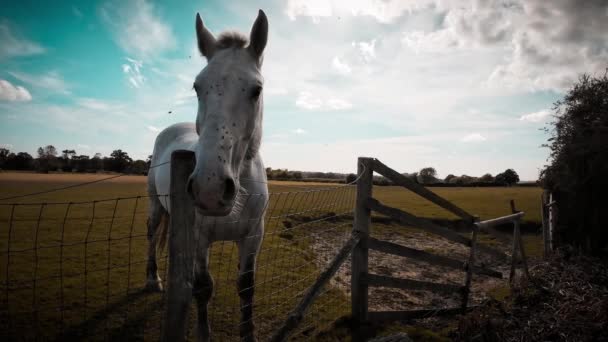 Majestátní Kůň Stojí Zelené Pastvině Vyzařuje Něj Krása Půvab Tento — Stock video