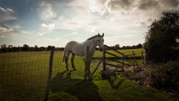 Majestic Horse Stands Tall Green Pasture Exuding Beauty Grace Image — Stock Video