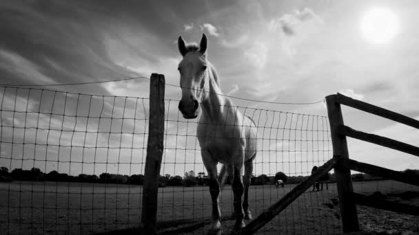 Seekor Kuda Yang Megah Berdiri Tegak Padang Rumput Hijau Memancarkan — Stok Video