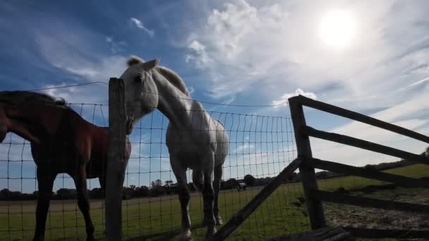 Majestätisk Häst Står Högt Grön Betesmark Utstrålar Skönhet Och Nåd — Stockvideo