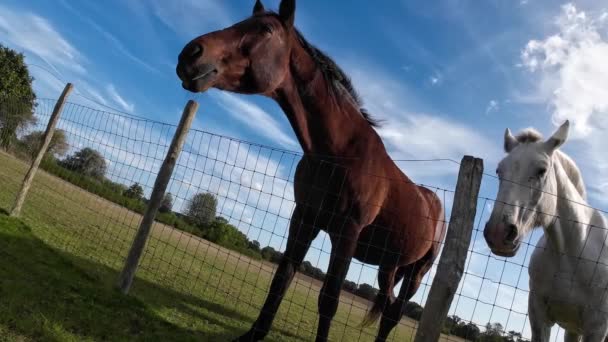 Majestatyczny Koń Stoi Wysoki Zielonym Pastwisku Emanując Pięknem Wdziękiem Obraz — Wideo stockowe