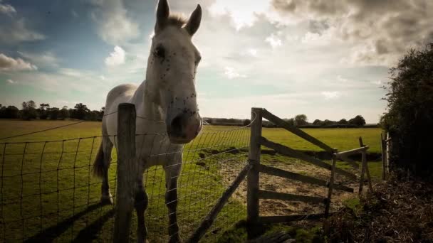 Величественная Лошадь Стоит Высоко Зеленом Пастбище Источая Красоту Изящество Образ — стоковое видео