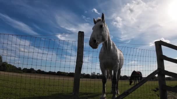 Majestic Horse Stands Tall Green Pasture Exuding Beauty Grace Image — Stock Video