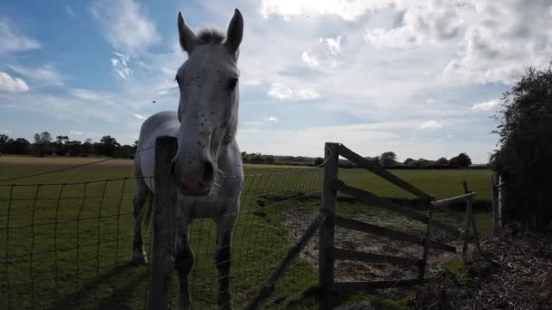 Cavalo Majestoso Fica Alto Pasto Verde Exalando Beleza Graça Esta — Vídeo de Stock