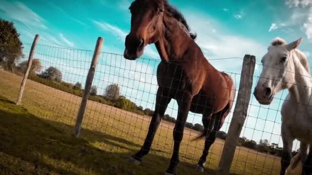 Maestoso Cavallo Erge Pascolo Verde Trasudando Bellezza Grazia Questa Immagine — Video Stock