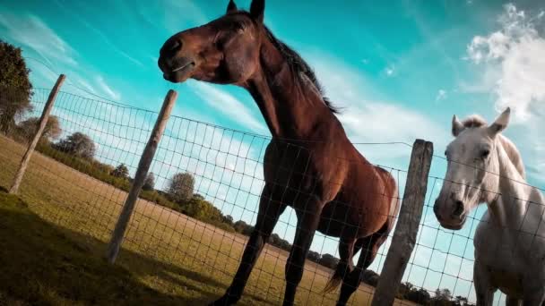 Majestatyczny Koń Stoi Wysoki Zielonym Pastwisku Emanując Pięknem Wdziękiem Obraz — Wideo stockowe