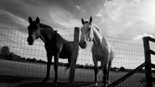 雄大な馬は 美しさと優雅さを除いて 緑の牧草地に高く立っています このイメージは 自然とこれらの素晴らしい動物の調和を祝います — ストック動画