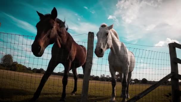Majestätisk Häst Står Högt Grön Betesmark Utstrålar Skönhet Och Nåd — Stockvideo