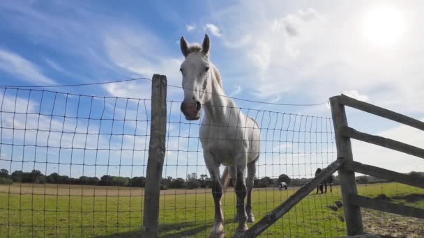 Ein Majestätisches Pferd Steht Hoch Oben Auf Einer Grünen Weide — Stockvideo