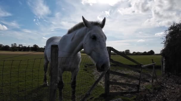 Een Majestueus Paard Staat Hoog Een Groene Weide Straalt Schoonheid — Stockvideo