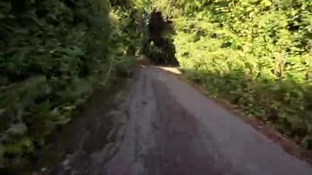 Tranquil Camino Del Bosque Corazón Naturaleza — Vídeos de Stock