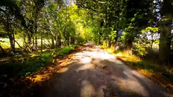Herfst Rijden Door Serene Forest Lane — Stockvideo