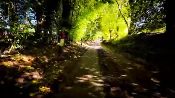 Autunno Drive Attraverso Serene Forest Lane — Video Stock