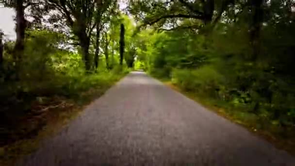 Herfst Rijden Door Serene Forest Lane — Stockvideo