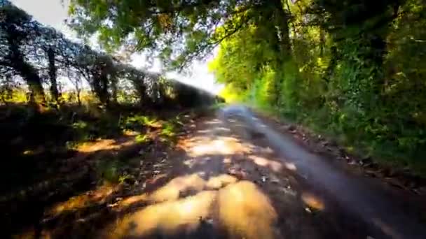 Автопробег Через Серенский Лесной Переулок — стоковое видео