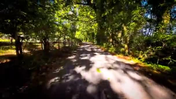 秋天开车穿过宁静的森林小巷 — 图库视频影像