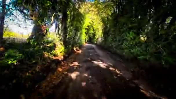 Huzurlu Ormanda Sonbahar Yolculuğu — Stok video
