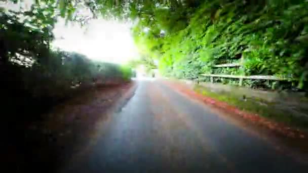 Φθινόπωρο Drive Μέσω Γαλήνιο Δάσος Lane — Αρχείο Βίντεο