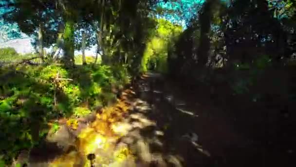 イングランドの自然の楽園のエバーグリーン美しさ — ストック動画