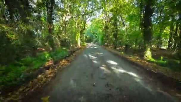 Evergreen Beauty England Natural Paradise — Stock video