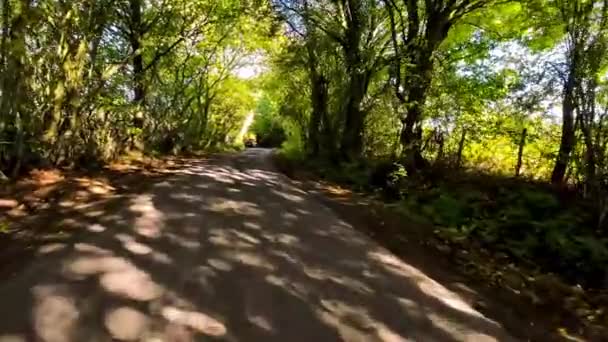 Eine Bunte Reise Durch Den Herbstlichen Wald — Stockvideo