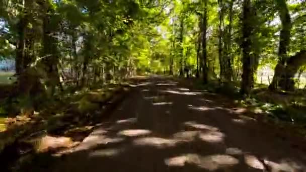 Barevná Cesta Podzimním Lesem — Stock video