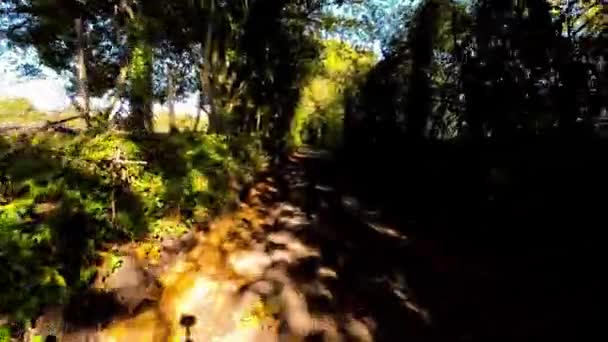 秋の森を通したカラフルな旅 — ストック動画