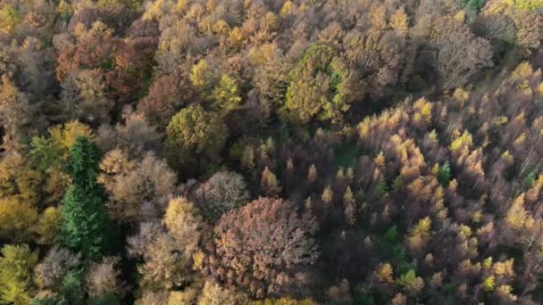 秋天的树冠在迷人的森林上翩翩起舞 — 图库视频影像