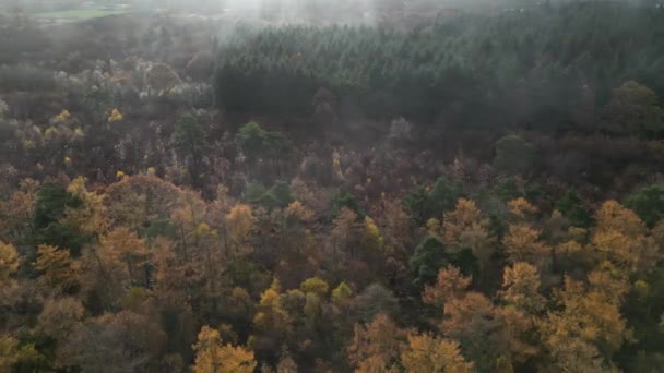 Autumn Canopy Dança Zangão Acima Das Florestas Encantadas — Vídeo de Stock