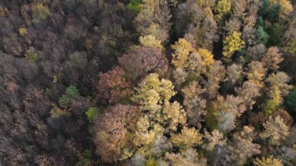 Jesienny Baldachim Taniec Drona Nad Zaczarowanym Lasem — Wideo stockowe